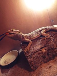 11666045_402482196620183_1474128454892194703_n